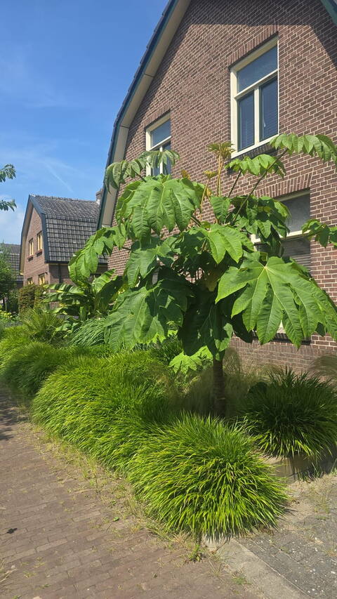 huis huren in woningen te huur in well limburg